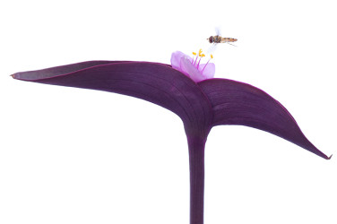 Hoverfly visiting Purple secretia