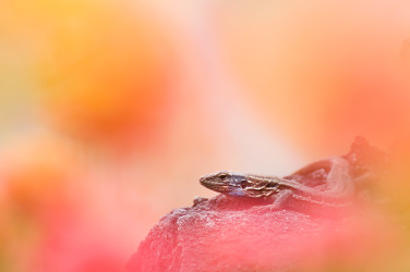 Canary island lizard on rocks, picture shot through colorful vegetation
